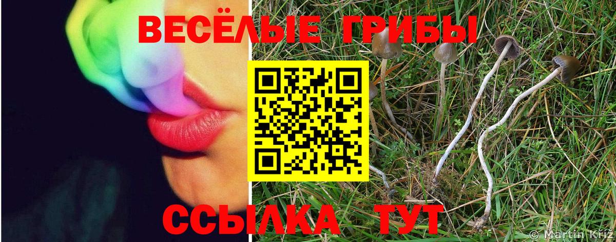 Саратов  Псилоцибиновые грибы прущие грибы  цены наркотик  Псилоцибиновые грибы Psilocybe  Вход с VPN 